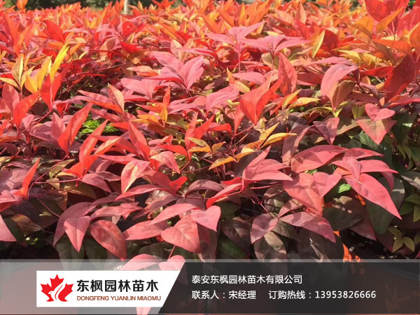 芜湖市城南实验中学举办园林苗木扦插趣味活动助力五育融合