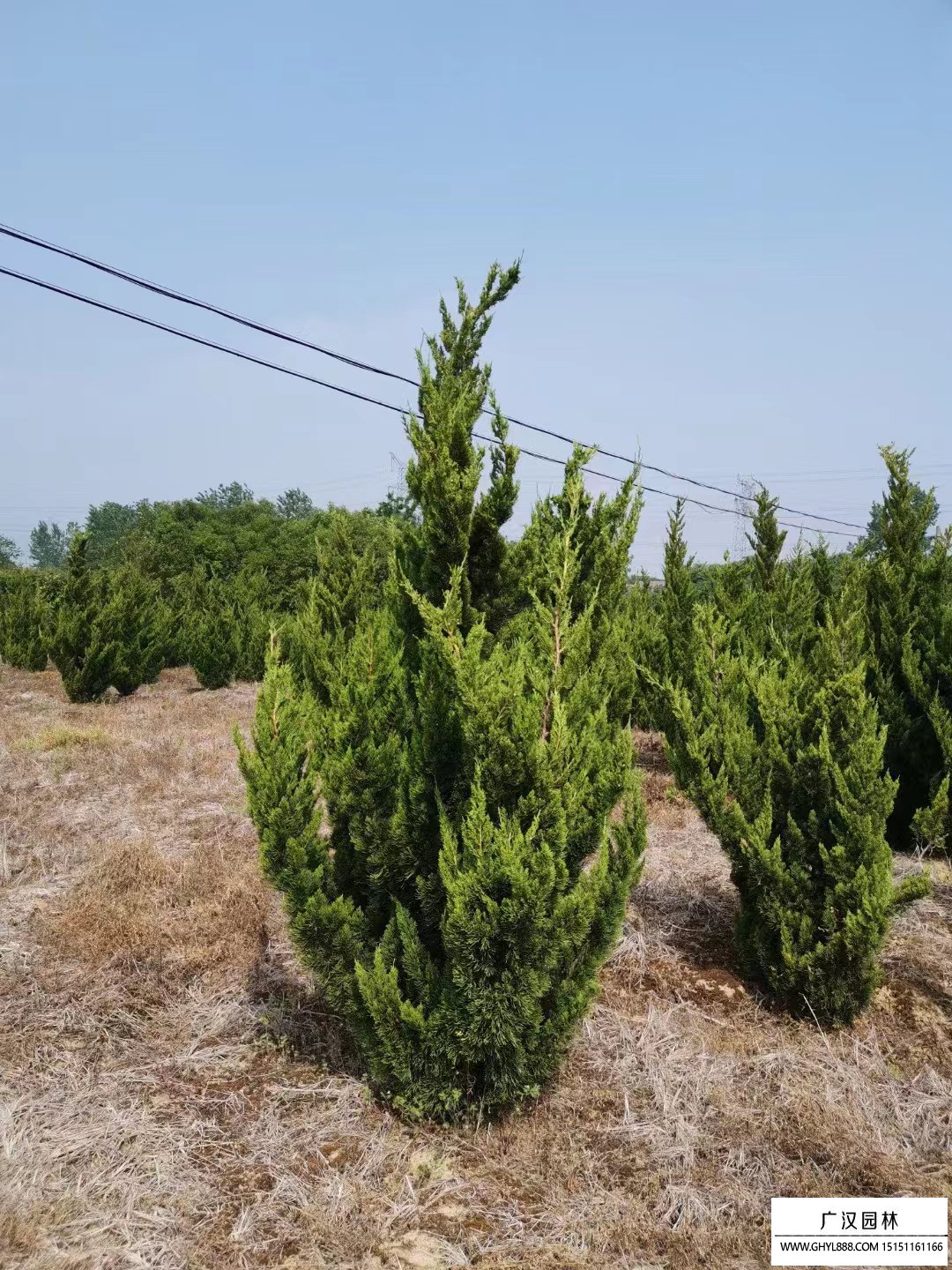 汇绿生态涨停成交额615亿元近3日主力净流入-112亿